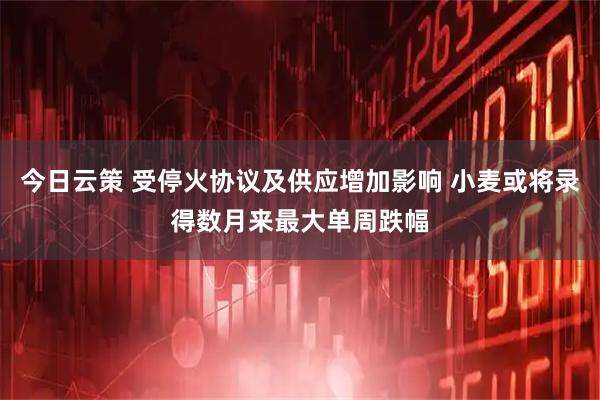 今日云策 受停火协议及供应增加影响 小麦或将录得数月来最大单周跌幅